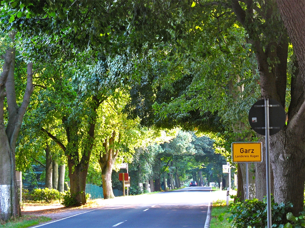 bei Garz, eine kilometerlange Baumallee