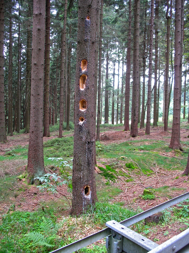Spechte bei Wülfersreuth