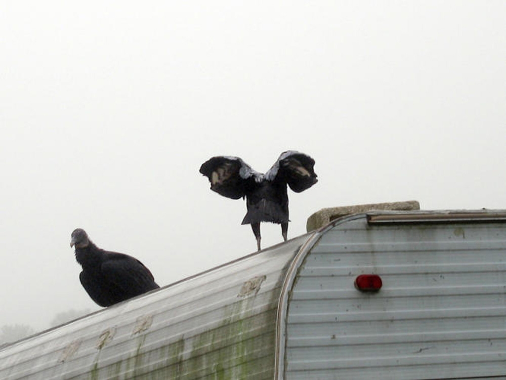 Geier, ... und dann aufdringlich