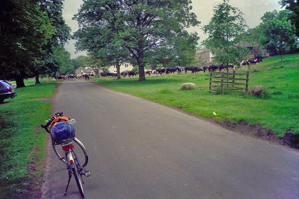 Kirche, in einem Dorf mit vielen Rindviechern